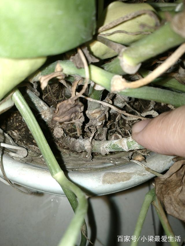 爬山虎能盆栽吗？揭秘其盆栽技巧与养护要点