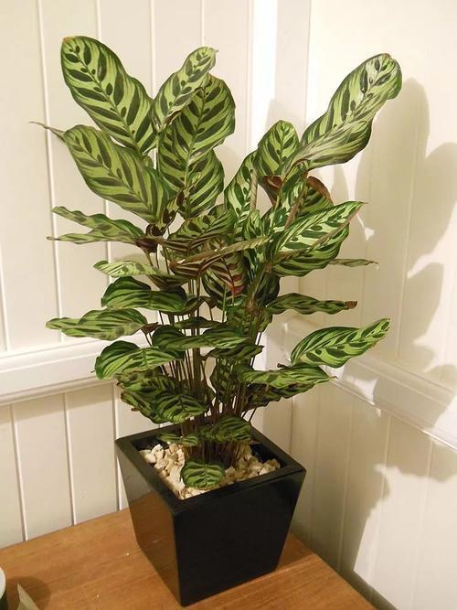 盆栽茉莉花养殖方法:打造家中香气四溢的小绿洲